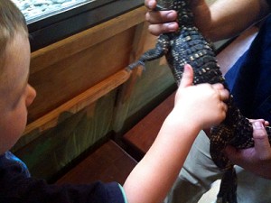 zoo-aligator (2) zoo-aligator (2)