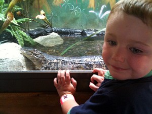 zoo-aligator