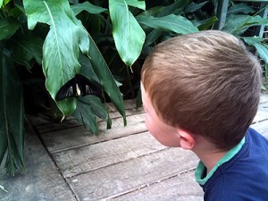 zoo-butterfly