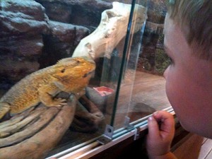 zoo-dragon